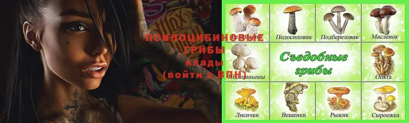 наркота  Кингисепп  Псилоцибиновые грибы Psilocybine cubensis 